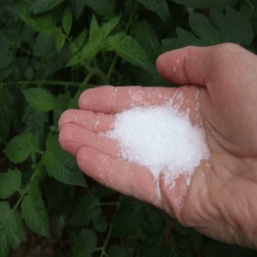 Understanding Epsom Salt's Role in Plant Health