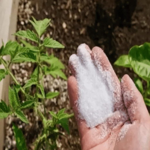 Understanding the Role of Epsom Salt in Plant Care