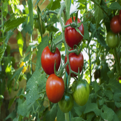 Understanding the Role of Epsom Salt in Tomato Growth