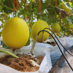 Using potassium nitrate in drip irrigation