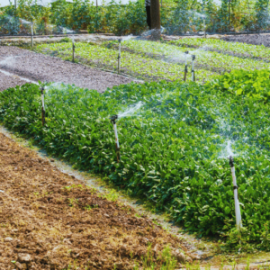 Using potassium nitrate in drip irrigation