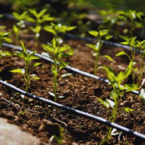 Using potassium nitrate in drip irrigation