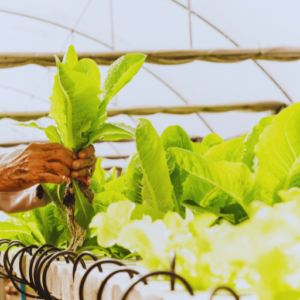 Using potassium nitrate in hydroponics