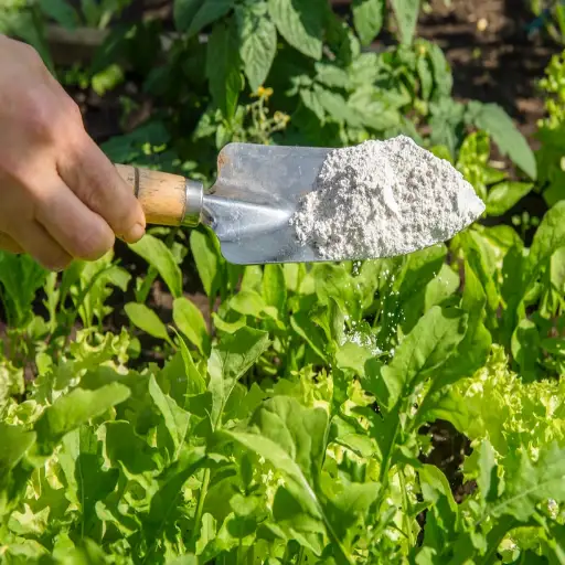 baking soda and epsom salt for plants