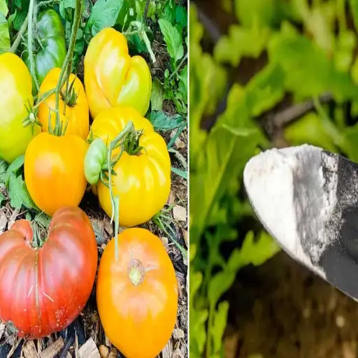 baking soda and epsom salt for plants