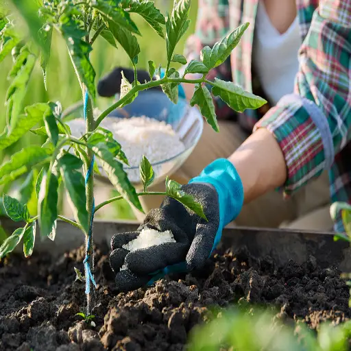 baking soda and epsom salt for plants
