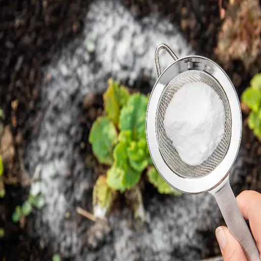 epsom salt and baking soda for plantsc