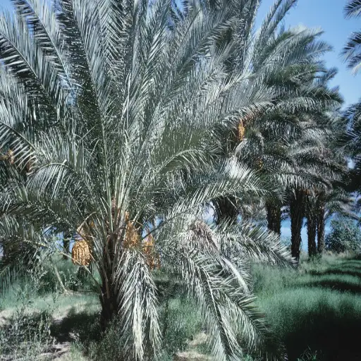 Using Epsom Salt for Palm Plants: Benefits and Application Techniques
