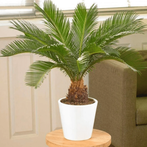 epsom salt for palm plants