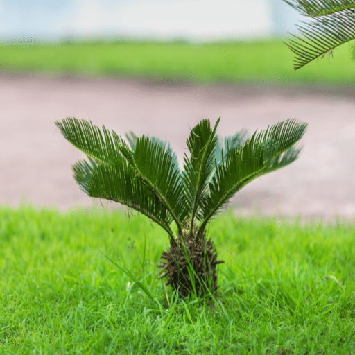 epsom salt for palm plants