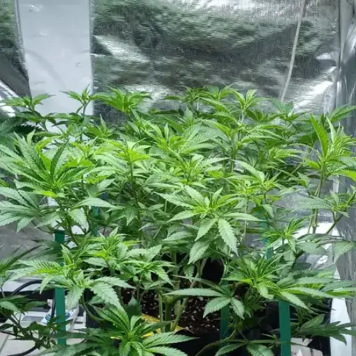 Using Epsom Salt for Healthy Cannabis Plants: Benefits and Application Techniquesw