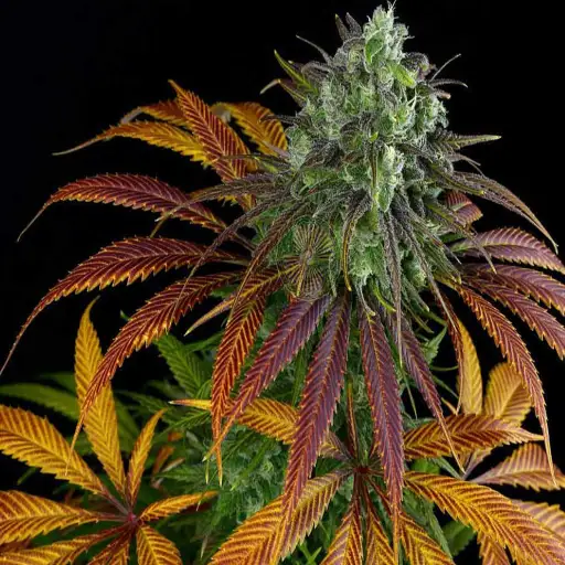 epsom salt for weed plants
