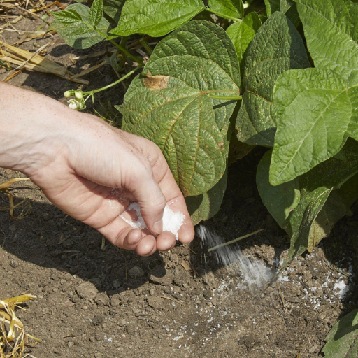 how often should you put epsom salt on plants