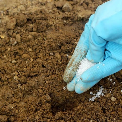 how do you use epsom salt on tomato plants