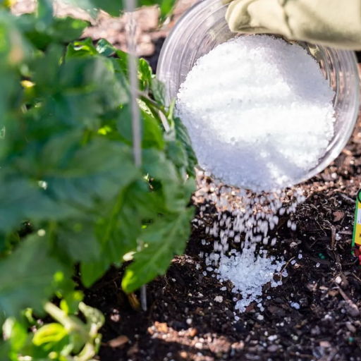 how to put epsom salt in plants