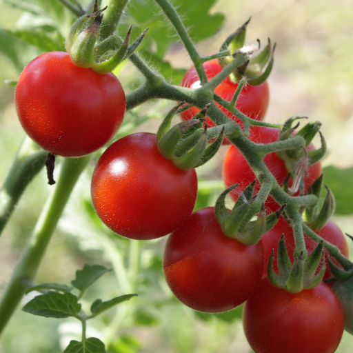 why use epsom salt on tomato plants