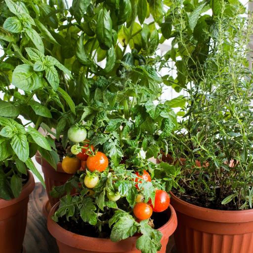 why use epsom salt on tomato plants