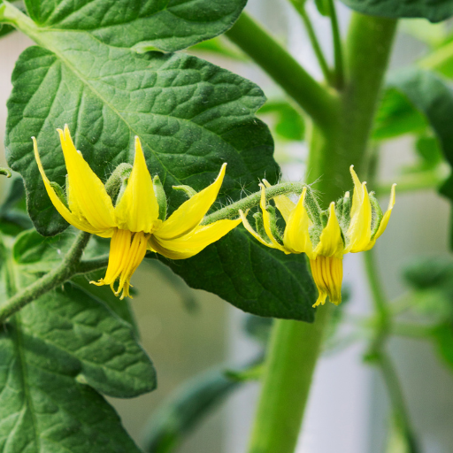 why use epsom salt on tomato plants