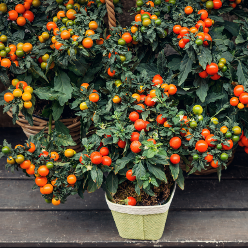 why use epsom salt on tomato plants