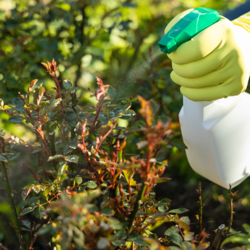 how to use epsom salt for rose plants