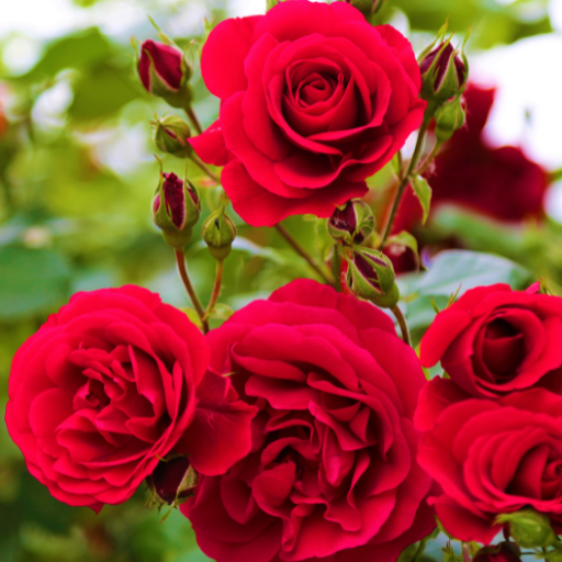 how to use epsom salt for rose plants