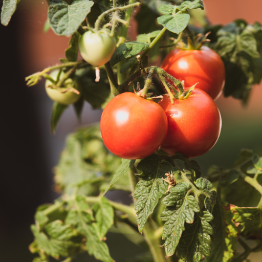 what does epsom salt do to tomato plants