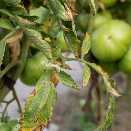 when to apply epsom salt to tomato plants