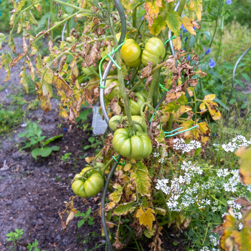 how do you use epsom salt on tomato plants