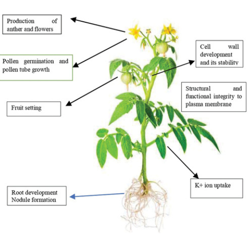 How Does Boron Availability Affect Plant Growth?