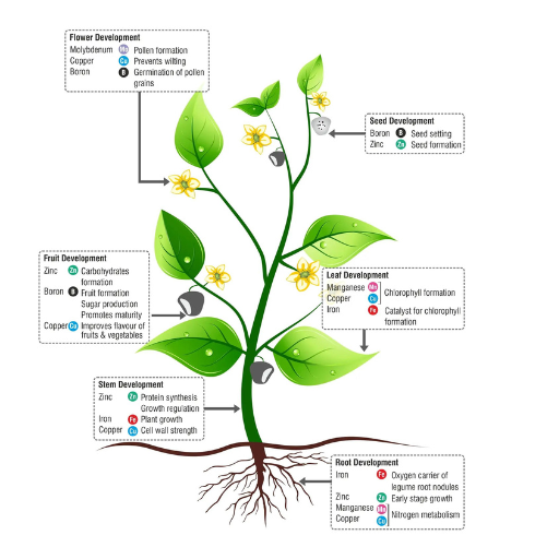 How Does Boron Induce Cell Wall Metabolism?