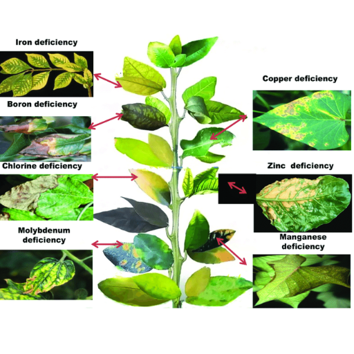 How Does Copper Modulate Metabolism in Plants?