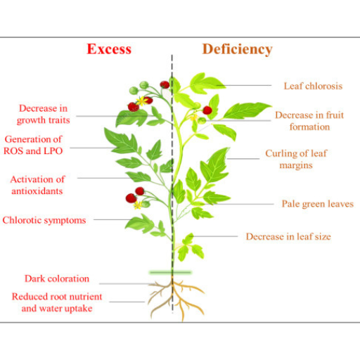 What is Copper Homeostasis in Plants?