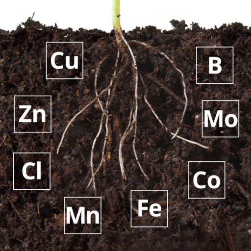 How Can Soil Quality Influence Iron Availability?