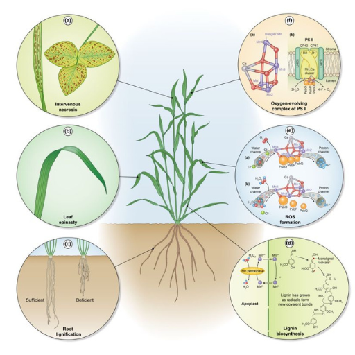 What is the Relationship Between Nitrogen Supply and Photosynthesis?