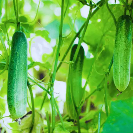 best fertilizer for cucumbers