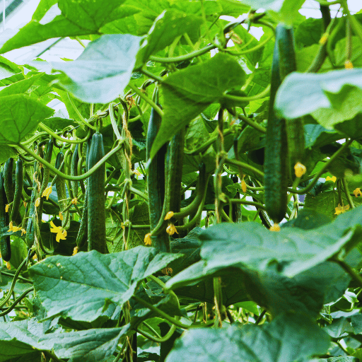 best fertilizer for cucumbers