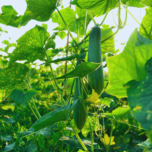 best fertilizer for cucumbers