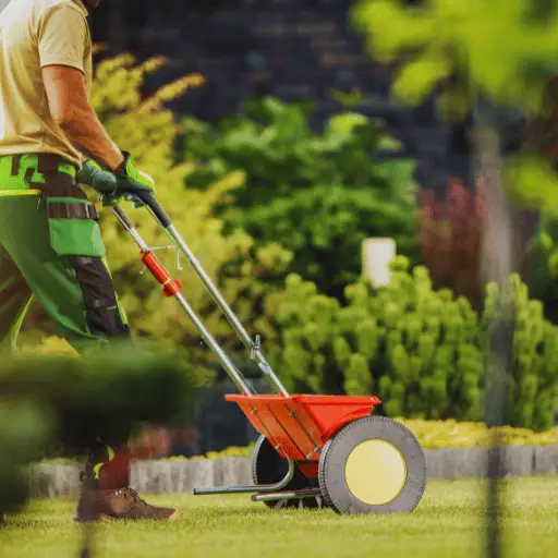 can you put fertilizer on wet grass