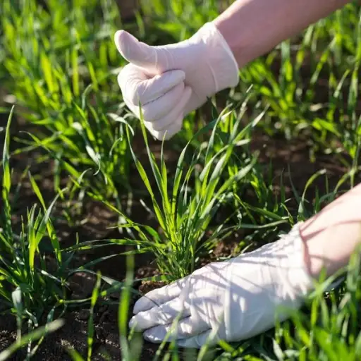 How Can You Add Phosphorus to Soil Naturally?