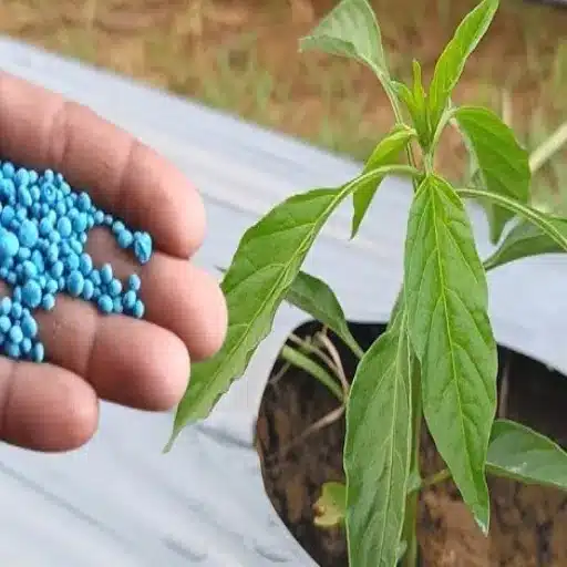 is 16-16-16 fertilizer good for fruit trees