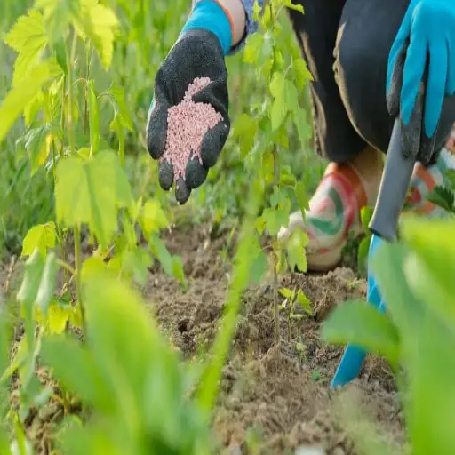 Low Nitrogen Fertilizer: Understanding Its Role in Plant Food