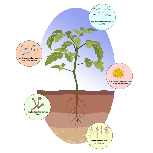 Zinc (Zn): Essential for Growth Hormone Production and Enzyme Activity
