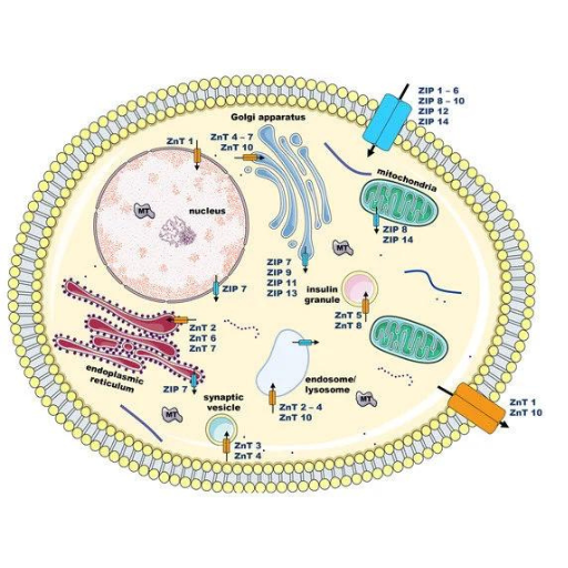 What are the consequences of zinc deficiency in humans?