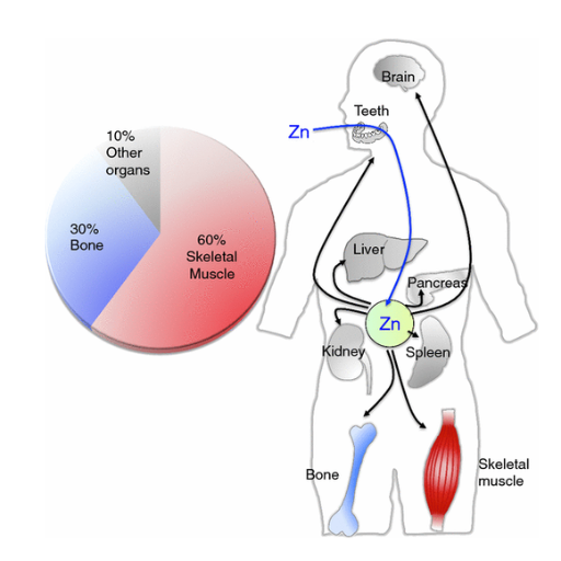 What is the role of zinc in growth hormone production?