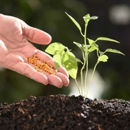 what fertilizer is high in phosphorus