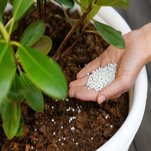what fertilizer is high in phosphorus