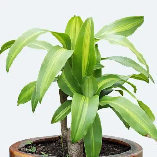 3-1-2 Fertilizer: The Ultimate Plant Food for Optimal Growth