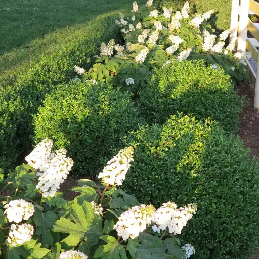 How to Apply Fertilizer to Boxwoods