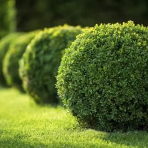 How to Prune Boxwoods for Optimal Growth