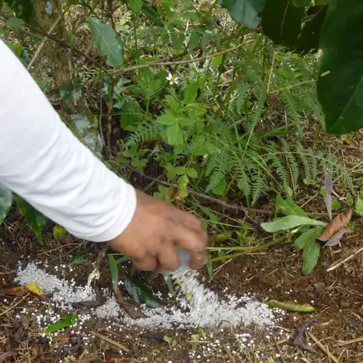 How to Repot and Transplant Coffee Plants